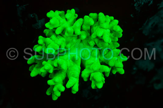 tropical reef coral glows fluorescent green excited by UV light