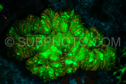 Photo de Le corail des récifs tropicaux brille d'un vert fluorescent sous l'effet de la lumière UV.