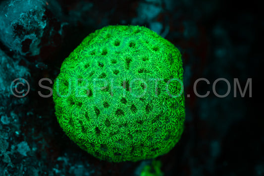 Photo de Le corail des récifs tropicaux brille d'un vert fluorescent sous l'effet de la lumière UV.