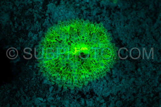 Photo de Le corail des récifs tropicaux brille d'un vert fluorescent sous l'effet de la lumière UV.
