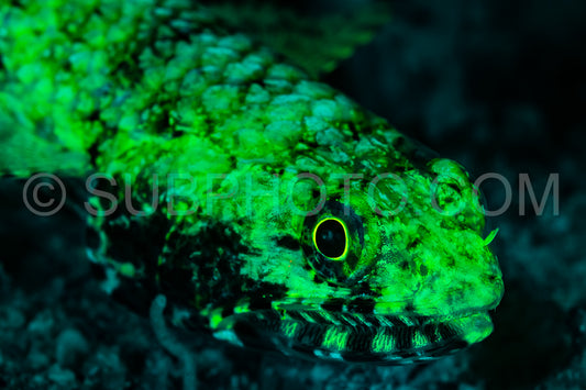 clouded lizardfish fish glows fluorescent green excited by UV light