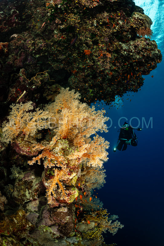 typical Red Sea tropical reef with hard and soft coral surrounded by school of orange anthias and a underwater photographer diver