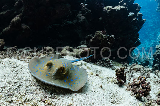 blue-spotted ribbontail ray hiding in sand