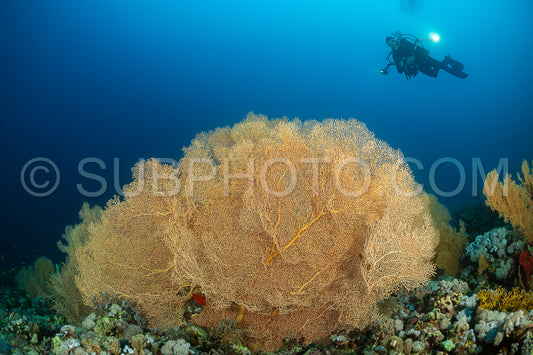 typical Red Sea tropical reef with hard and soft coral surrounded by school of orange anthias and a underwater photographer diver close to a large gorgonian