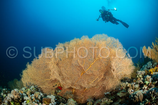 typical Red Sea tropical reef with hard and soft coral surrounded by school of orange anthias and a underwater photographer diver close to a large gorgonian