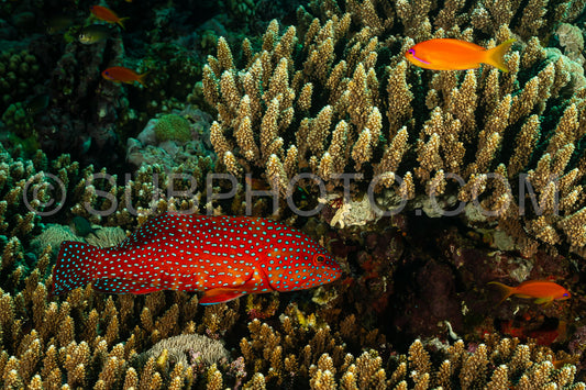 head closeup of coral grouper
