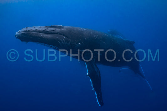 Two humpback whales resting at dawn in french polynesia deep waters