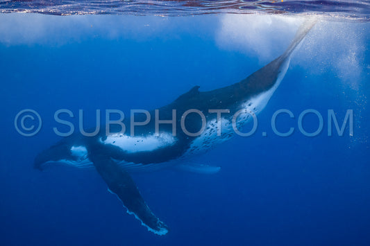Photo de baleine à bosse se reposant à l'aube dans les eaux profondes de la polynésie française