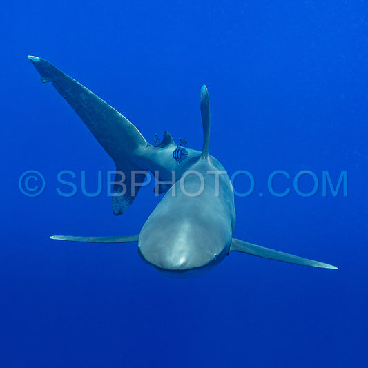 Carcharhinus longimanus shark with pilot fishes crusing  early morning in the deep French Polynesia waters