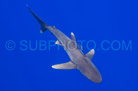 Carcharhinus longimanus shark with pilot fishes crusing  early morning in the deep French Polynesia waters