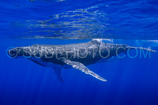 Photo de baleine à bosse se reposant à l'aube dans les eaux profondes de la polynésie française