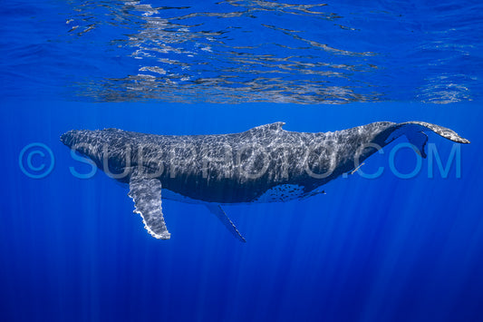 Photo de baleine à bosse se reposant à l'aube dans les eaux profondes de la polynésie française