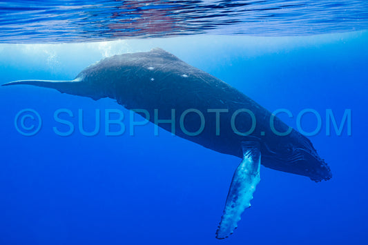 Photo de Baleine à bosse baleineau jouant à la surface de l'eau dans les eaux profondes de la Polynésie française
