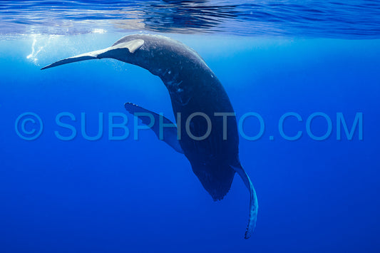 Photo de Baleine à bosse baleineau jouant à la surface de l'eau dans les eaux profondes de la Polynésie française