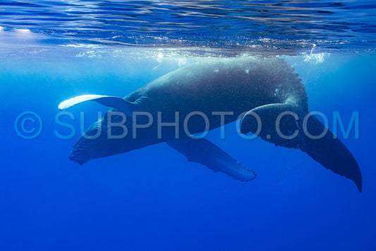 Photo de Baleine à bosse baleineau jouant à la surface de l'eau dans les eaux profondes de la Polynésie française