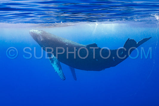Photo de Baleine à bosse baleineau jouant à la surface de l'eau dans les eaux profondes de la Polynésie française