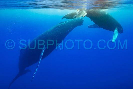 Photo de Baleine à bosse et mère jouant à la surface de l'eau dans les eaux profondes de la Polynésie française