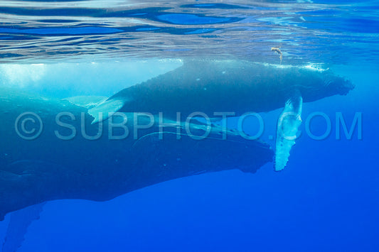 Photo de Baleine à bosse et mère jouant à la surface de l'eau dans les eaux profondes de la Polynésie française