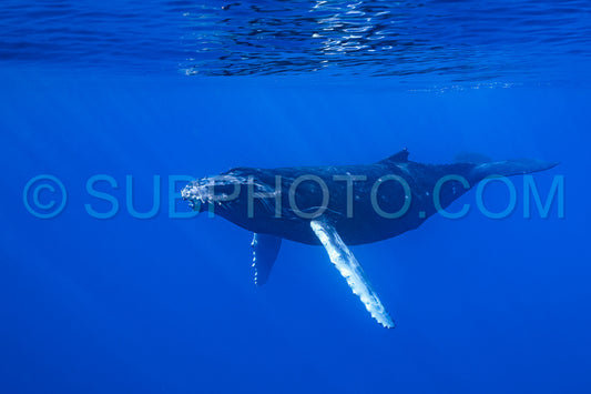 Photo de Baleine à bosse baleineau jouant à la surface de l'eau dans les eaux profondes de la Polynésie française