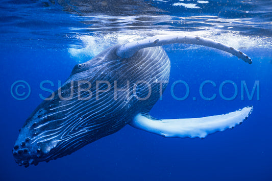 Photo de Baleine à bosse baleineau jouant à la surface de l'eau dans les eaux profondes de la Polynésie française