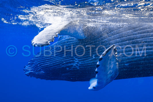 Photo de Baleine à bosse baleineau jouant à la surface de l'eau dans les eaux profondes de la Polynésie française