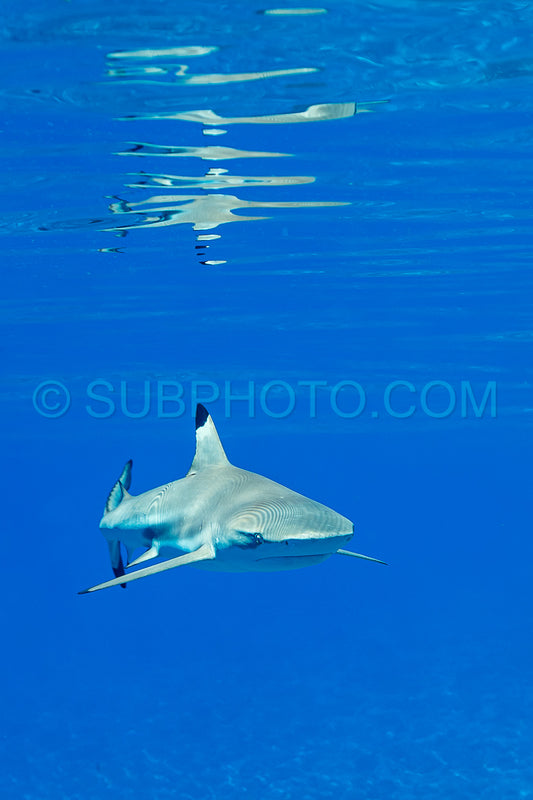 blacktip reef shark swimming in French Polynesia tropical waters over coral reef