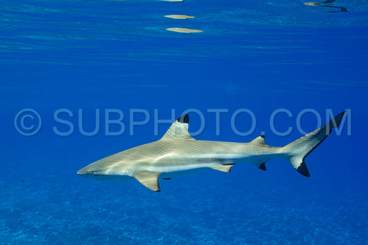 blacktip reef shark swimming in French Polynesia tropical waters over coral reef