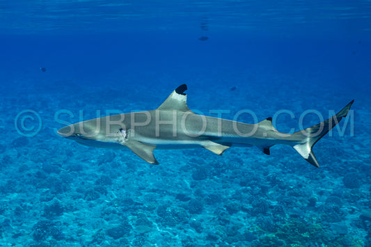 blacktip reef shark swimming in French Polynesia tropical waters over coral reef