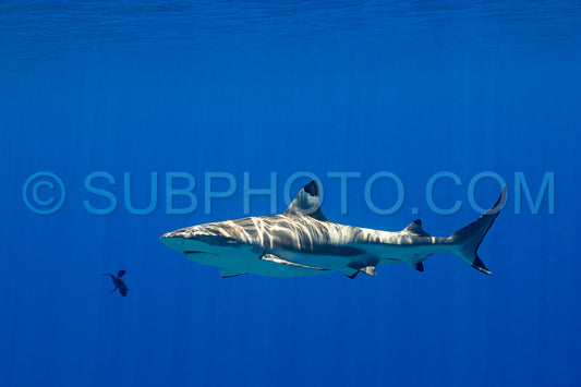 blacktip reef shark swimming in French Polynesia tropical waters over coral reef
