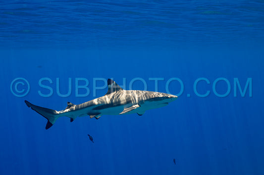 blacktip reef shark swimming in French Polynesia tropical waters over coral reef
