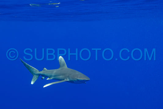 Carcharhinus longimanus shark with pilot fishes crusing  early morning in the deep French Polynesia waters