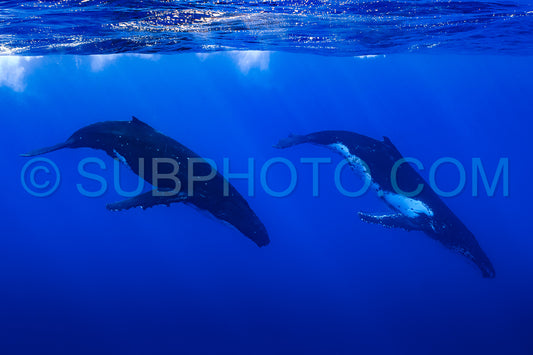 Two humpback whales resting at dawn in french polynesia deep waters