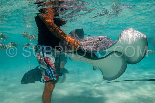 sting ray in the shallow water of Moorea lagoon in French Polynesia