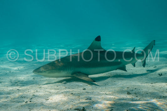 blacktip reef shark swimming in French Polynesia tropical waters over coral reef