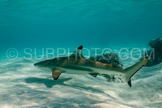 blacktip reef shark swimming in French Polynesia tropical waters over coral reef