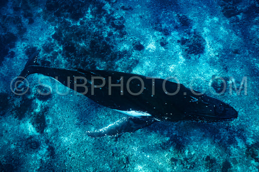 Photo de baleine à bosse se reposant à l'aube dans les eaux profondes de la polynésie française