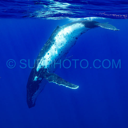 Photo de baleine à bosse se reposant à l'aube dans les eaux profondes de la polynésie française