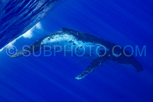Photo de baleine à bosse se reposant à l'aube dans les eaux profondes de la polynésie française