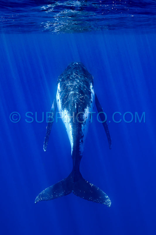 Photo de baleine à bosse se reposant à l'aube dans les eaux profondes de la polynésie française