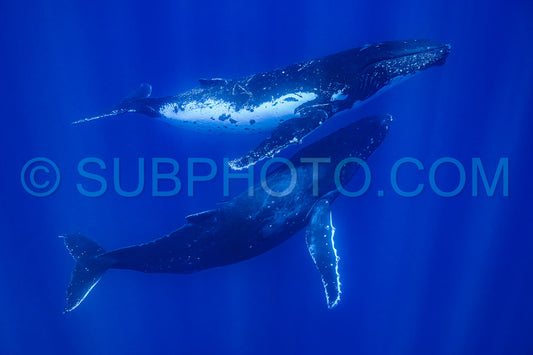 Photo de deux baleines à bosse se reposant à l'aube dans les eaux profondes de la polynésie française
