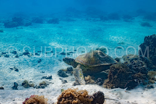 green turtle swimming in Moorea lagoon- French Polynesia