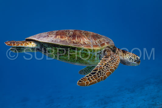 green turtle swimming in Moorea lagoon- French Polynesia