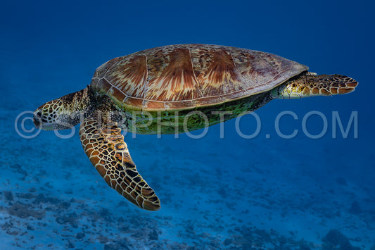 green turtle swimming in Moorea lagoon- French Polynesia