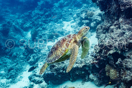 green turtle swimming in Moorea lagoon- French Polynesia