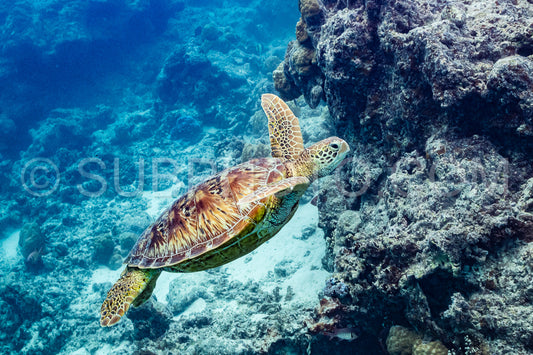 green turtle swimming in Moorea lagoon- French Polynesia