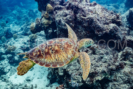green turtle swimming in Moorea lagoon- French Polynesia