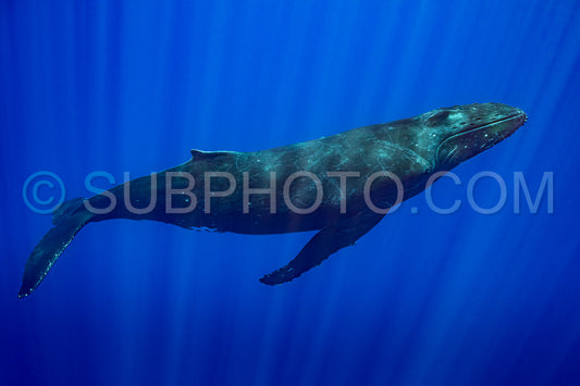 Photo de baleine à bosse se reposant à l'aube dans les eaux profondes de la polynésie française