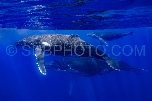 Photo de trois baleines à bosse dont une mère et son baleineau se reposant près de Moorea - Polynésie française