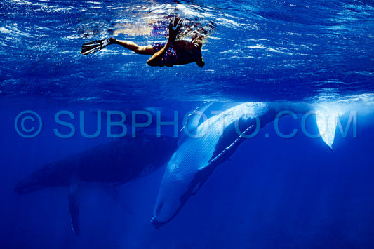 Photo de dont mère et baleineau se reposant près de Moorea avec palmes, masque et tuba- Polynésie française