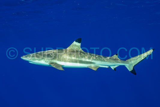 blacktip reef shark swimming in French Polynesia tropical waters over coral reef